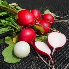 Red Radish Raphanus sativus seeds for garden planting